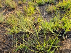 Hypoxis rigidula