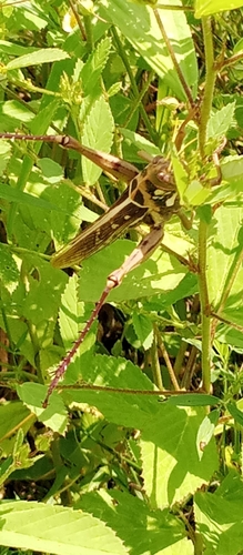 Kraussaria angulifera