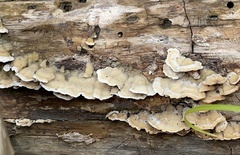 Gloeoporus dichrous