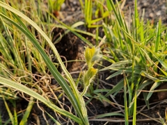 Hypoxis rigidula