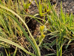 Hypoxis rigidula