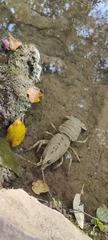 Austropotamobius pallipes