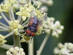 Phasia aurigera