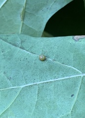 Polystepha globosa