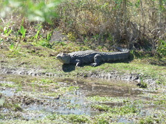 Caiman latirostris