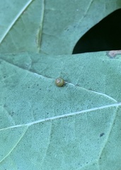 Polystepha globosa