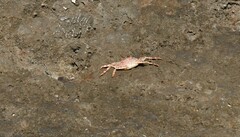 Grapsus grapsus