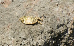 Grapsus grapsus