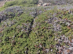 Arctostaphylos pacifica