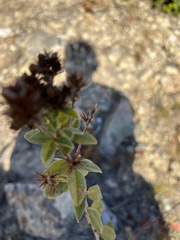 Lespedeza hirta