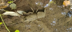 Austropotamobius pallipes