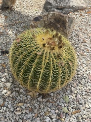 Kroenleinia grusonii