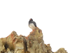 Daptrius megalopterus