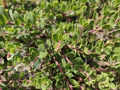 Arctostaphylos pacifica