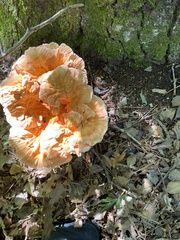 Laetiporus
