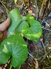 Viola canadensis