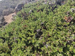 Arctostaphylos pacifica