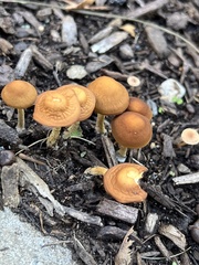 Pholiotina rugosa