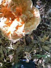 Laetiporus