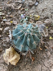 Ferocactus townsendianus