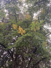 Koelreuteria bipinnata