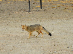 Lycalopex culpaeus