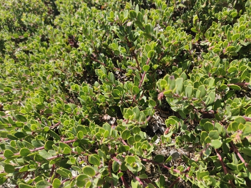 Image of Arctostaphylos pacifica by (c) Alexander Wentworth, some rights reserved (CC BY)