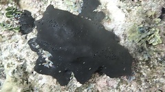 Asteropus niger