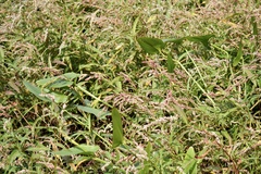 Persicaria glabra