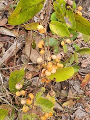 Davilla