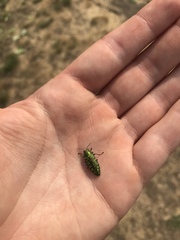 Buprestis confluenta