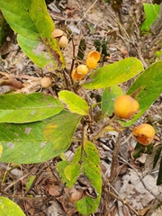 Davilla