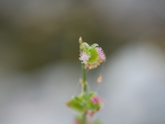Rumex scutatus