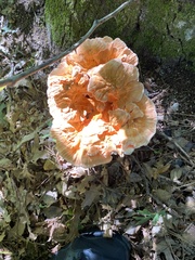 Laetiporus