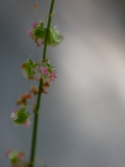 Rumex scutatus