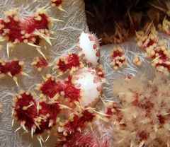 Testudovolva ericae