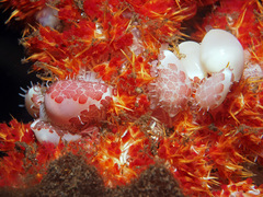 Testudovolva ericae