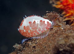 Testudovolva ericae