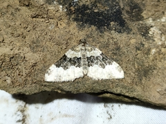 Epirrhoe galiata