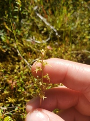 Neottia cordata