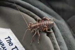 Cyphoderris monstrosa