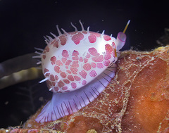 Testudovolva ericae