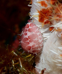 Testudovolva ericae