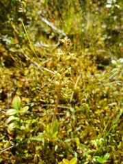 Neottia cordata