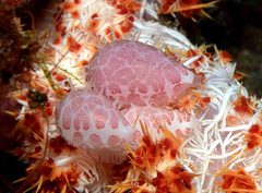 Testudovolva ericae