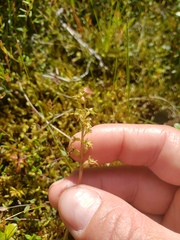 Neottia cordata
