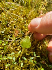 Neottia cordata