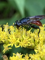 Chalcosyrphus piger