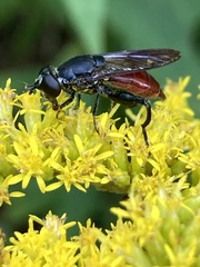 Chalcosyrphus piger