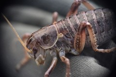 Cyphoderris monstrosa